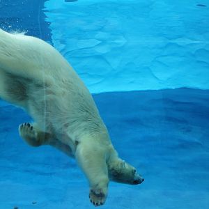 Arctic Ring of Life - Polar Bear Underwater
