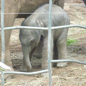 Asian Elephant Calf