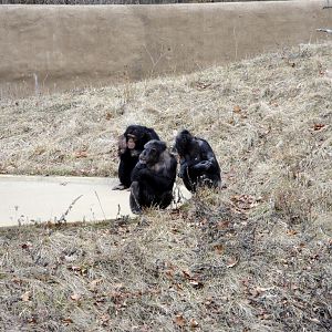 Great Apes of Harambee - Chimpanzees