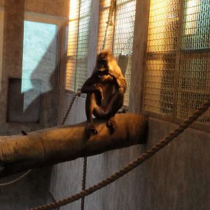 Great Apes of Harambee - Drill