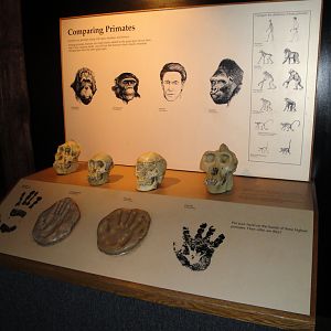 Great Apes of Harambee - Great Ape Graphic