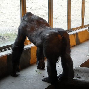 Great Apes of Harambee - Gorilla