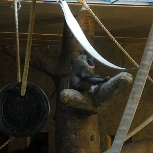 Great Apes of Harambee - Drill