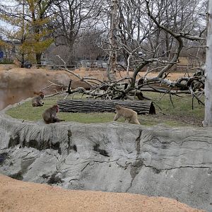 Japanese Macaque