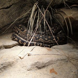 Meerkat Digs - African Rock Python