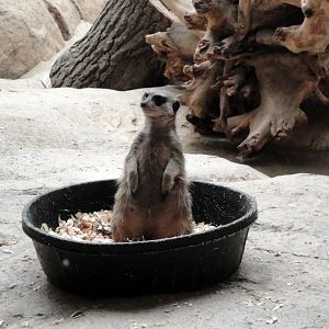 Meerkat Digs - Meerkat