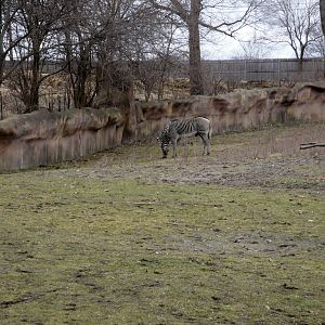 Grevy's Zebra Exhibit
