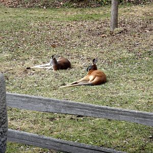 Red Kangaroos