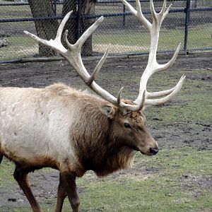 Bull Elk