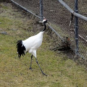 Red-crowned Crane