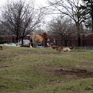 Przewalski's Horse and Sika Deer