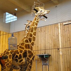 Reticulated Giraffe