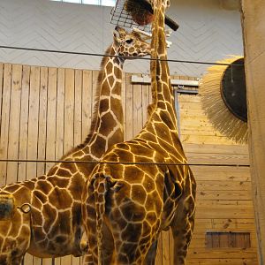 Reticulated Giraffe