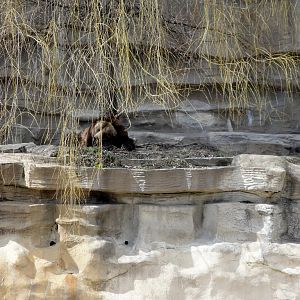 Syrian Brown Bear