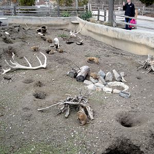 Prairie Dog Exhibit