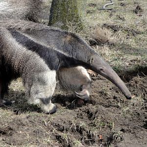 Giant Anteater