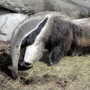 Giant Anteater