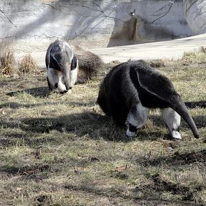 Giant Anteater