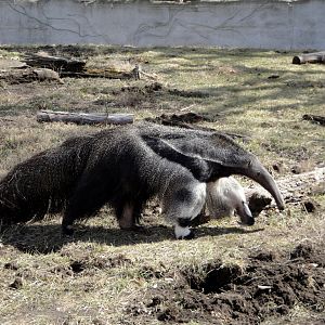 Giant Anteater