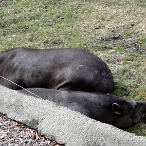 South American Tapir