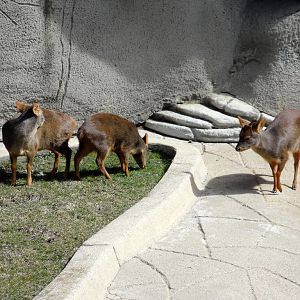 Southern Pudu