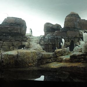 Penguinarium