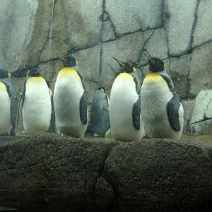 Penguinarium - King Penguins