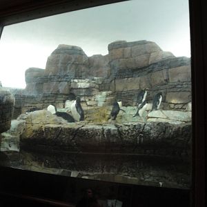 Penguinarium