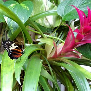 Butterfly and Hummingbird Garden