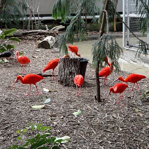 Scarlet Ibis