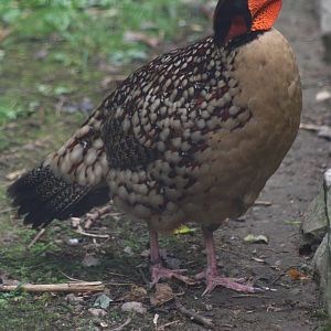Cabot's Tragopan @ Chester; 17.07.10