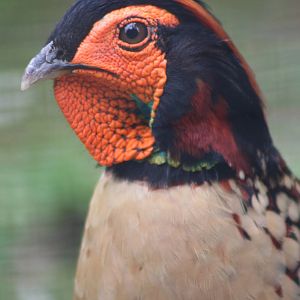 Cabot's Tragopan @ Chester; 17.07.10