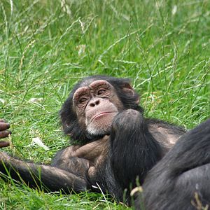 Chimpanzee @ Chester; 17.07.10