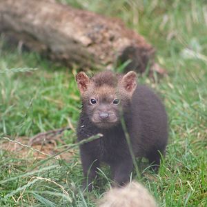 Bush Dog pup @ Chester; 17.07.10