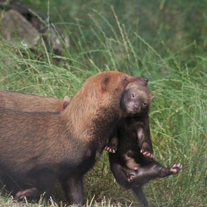 Bush Dog carrying pup @ Chester; 17.07.10