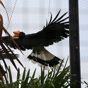 Rhinoceros Hornbill @ Chester; 17.07.10