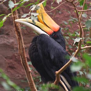 Rhinoceros Hornbill @ Chester; 17.07.10