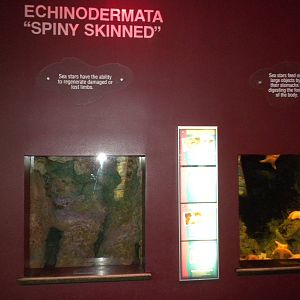 Echinodermata