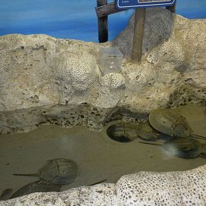 Horseshoe Crabs