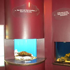 Starfish exhibits