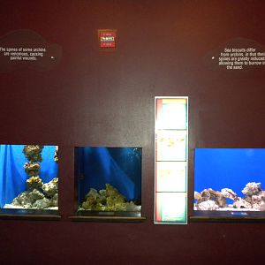 Sea Urchin exhibits