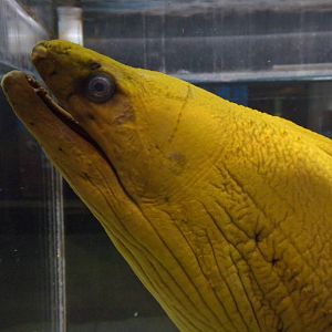 Morey Eel