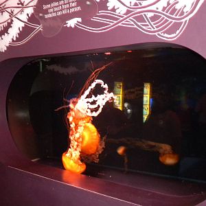 Jellyfish