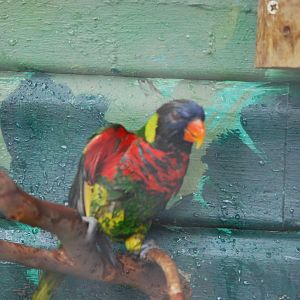 Green-naped lorikeet