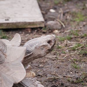 Hank the African spurred tortoise