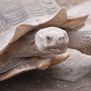 Hank the African spurred tortoise