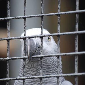 African grey parrot