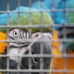 Blue-and-yellow macaw