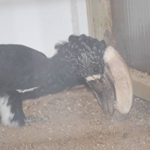 Silvery-cheeked hornbill