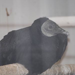 American black vulture